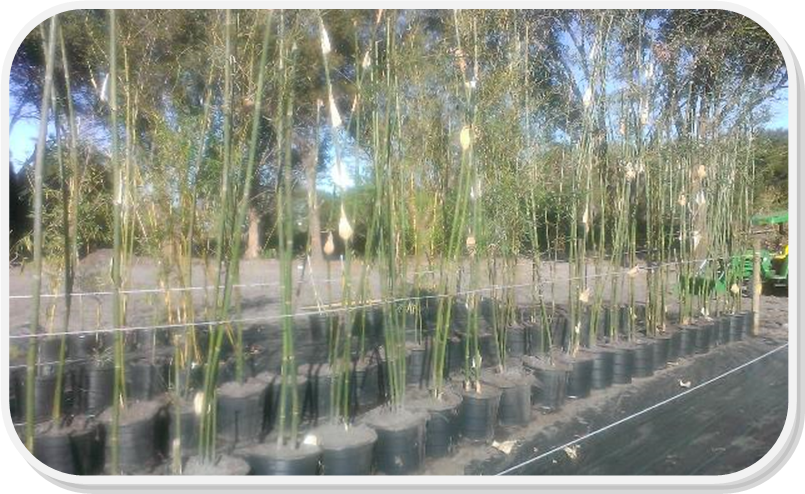 central florida bamboo nursery